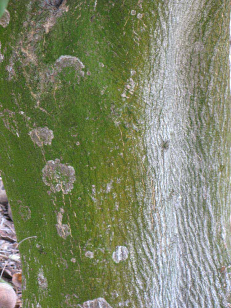            Bark (Nigerian Powder Flask, Winter Haven, FL)   